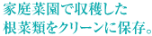 家庭菜園で収穫した根菜類をクリーンに保存。